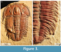 s figure3