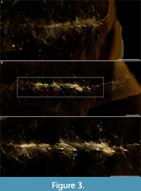 s figure3
