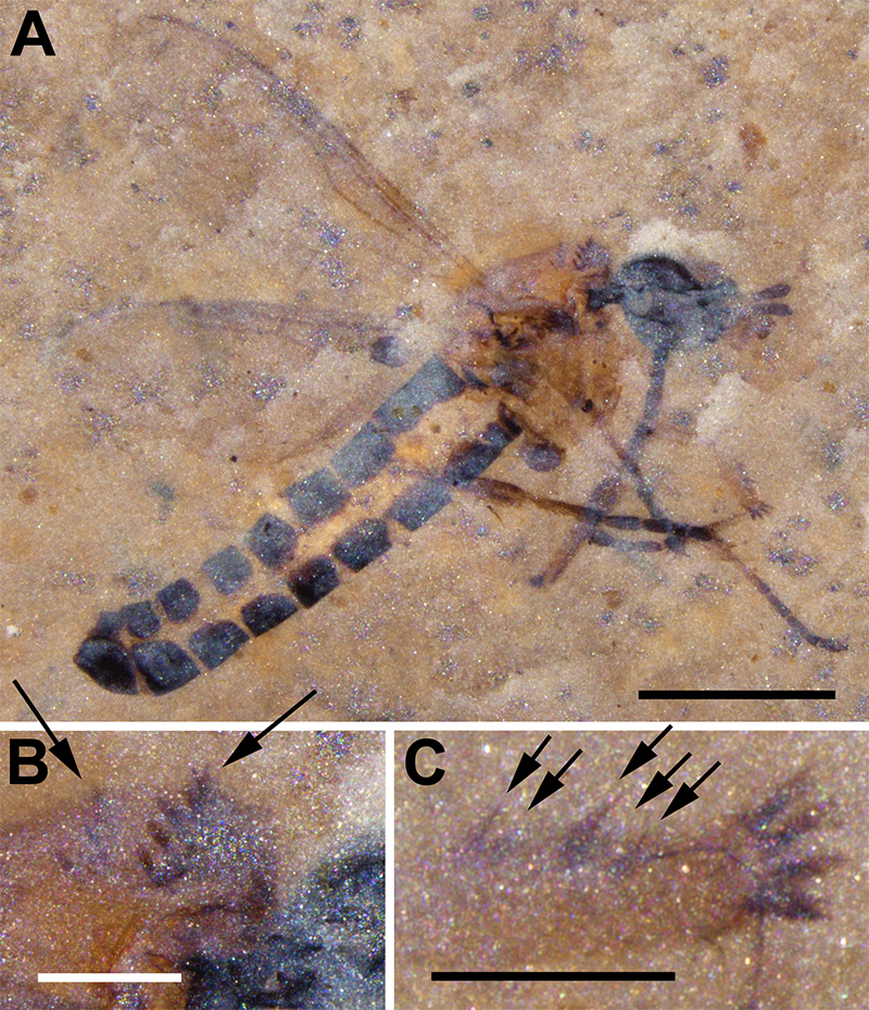 figure4