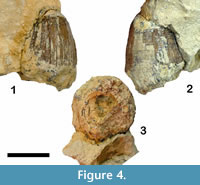 s figure4