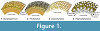 s figure 1