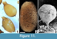 s figure 11