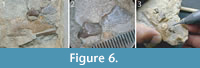 s figure6