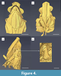 s figure4
